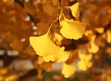 小瘾·绿野仙踪,川步村民宿,川步长寿村